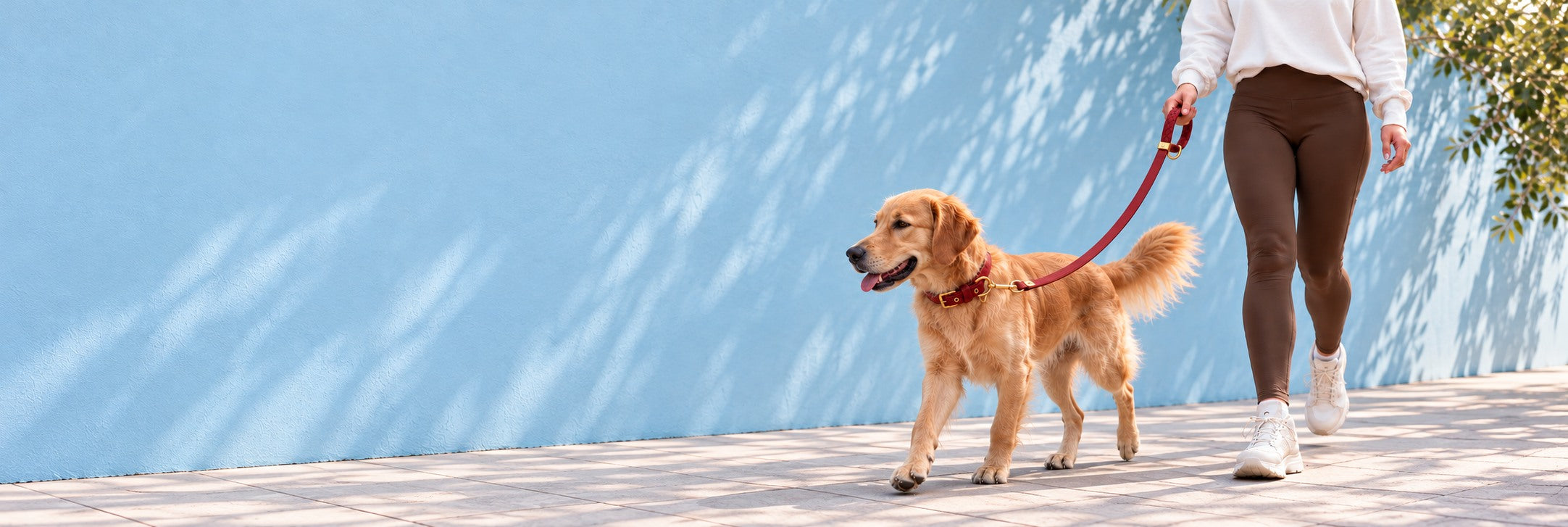 Lucy and Colin walking with a Bordeaux collar and lead, in a campaign concept